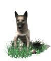 perro